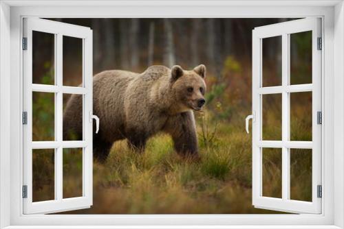 Fototapeta Naklejka Na Ścianę Okno 3D - Ursus arctos. The brown bear is the largest predator in Europe. He lives in Europe, Asia and North America. Wildlife of Finland. Photographed in Finland-Karelia. Beautiful picture. From the life of th