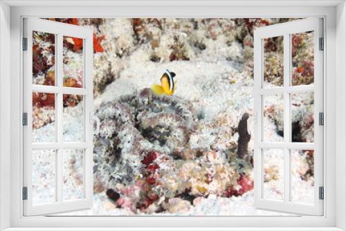 Fototapeta Naklejka Na Ścianę Okno 3D - poisson clown et anemone