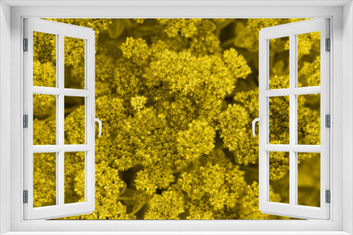 Fototapeta Naklejka Na Ścianę Okno 3D - background of yellow blooming flowers. Sedum telephium. toned in illuminating and ultimate gray, trend color of the year 2021