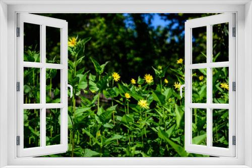 Fototapeta Naklejka Na Ścianę Okno 3D - Many delicate fresh vivid yellow flowers of Jerusalem artichoke plant, commonly known as sunroot, sunchoke, or earth apple, beautiful outdoor floral background photographed with soft focus.