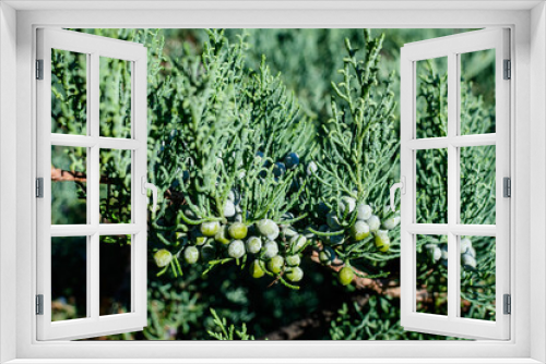 Fototapeta Naklejka Na Ścianę Okno 3D - Close up of a juniper shrub with small green leaves and berries in a sunny autumn garden, beautiful outdoor monochrome background.