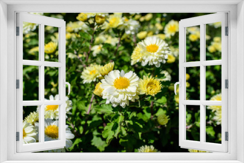 Fototapeta Naklejka Na Ścianę Okno 3D - Many vivid yellow and white Chrysanthemum x morifolium flowers and small green blooms in a garden in a sunny autumn day, beautiful colorful outdoor background photographed with soft focus.