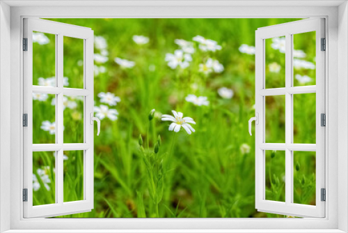 Fototapeta Naklejka Na Ścianę Okno 3D - Spring background with white flowers among the greenery in the forest