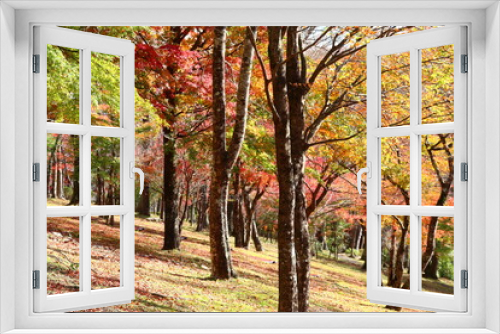 Fototapeta Naklejka Na Ścianę Okno 3D - 秋の林(富士霊園）　 富士山のふもとにある冨士霊園は、霊峰冨士の眺めに加え手入れの行き届いた樹木に囲まれ、霊園ながら人々の憩いの場となっている。特に桜の名所として有名。