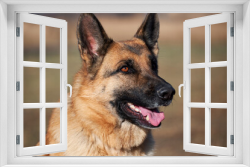 Fototapeta Naklejka Na Ścianę Okno 3D - Charming adult thoroughbred dog with protruding ears and pink tongue sits and smiles. Portrait of German shepherd black and red color close-up.