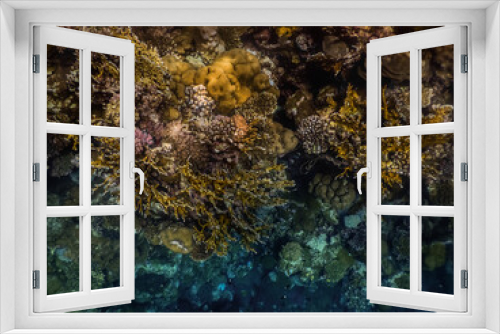 Fototapeta Naklejka Na Ścianę Okno 3D - different species of corals at the view into the deep