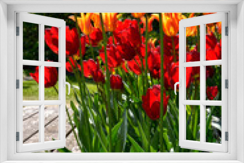 Fototapeta Naklejka Na Ścianę Okno 3D - closeup red and orange tulips (Tulipa) 