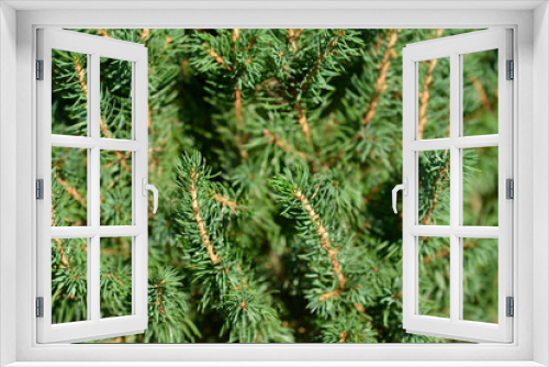 Fototapeta Naklejka Na Ścianę Okno 3D - Dwarf Alberta spruce Conica December