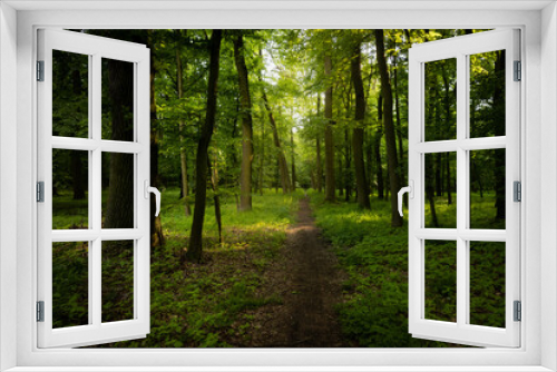 Fototapeta Naklejka Na Ścianę Okno 3D - Forest path, leading among trees. Fresh green color of spring time. Everything blooming and fresh. Peaceful, quiet and relaxing atmosphere. Pure nature.