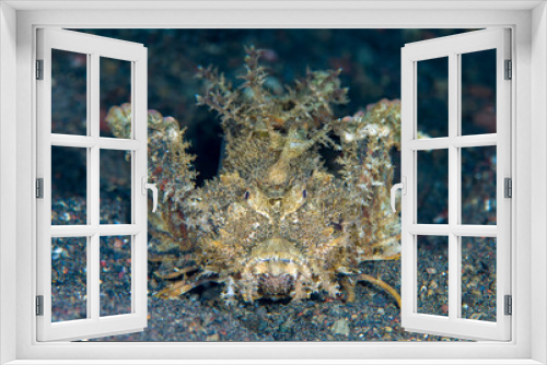 Fototapeta Naklejka Na Ścianę Okno 3D - Stonefish - Bearded Stinger - Inimicus didactylus. Underwater life of Tulamben, Bali, Indonesia.