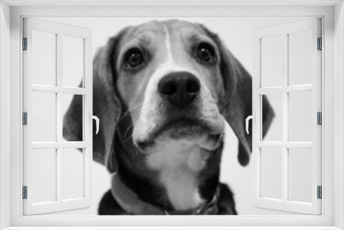 Fototapeta Naklejka Na Ścianę Okno 3D - Cute beagle puppy sad eyes
