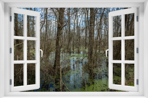 Fototapeta Naklejka Na Ścianę Okno 3D - Swamp in Southeastern Georgia