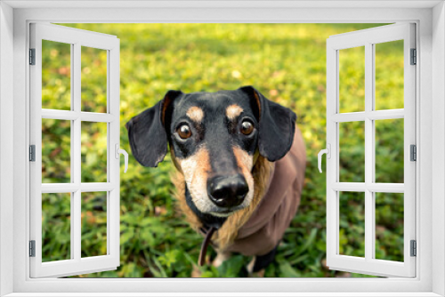 Fototapeta Naklejka Na Ścianę Okno 3D - Portrait of young little cute breed adorable dachshund black and tan dog puppy posing walk city green park autumn spring early morning, wear warm winter jacket coat, nature grass lawn copy space