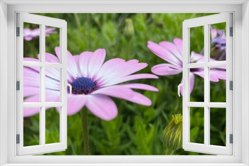 Fototapeta Naklejka Na Ścianę Okno 3D - pink cosmos flower