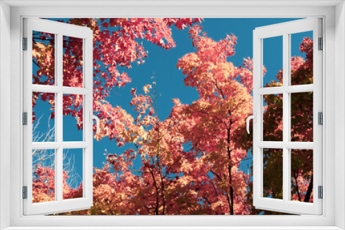 Fototapeta Naklejka Na Ścianę Okno 3D - maple leaves