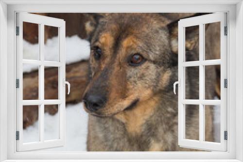 Fototapeta Naklejka Na Ścianę Okno 3D - A sad mongrel dog in a dog shelter