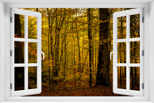 Fototapeta Naklejka Na Ścianę Okno 3D - autumn landscape in dark beech forest