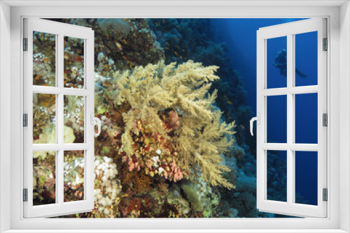 Fototapeta Naklejka Na Ścianę Okno 3D - A scuba diver admiring a high diversity Red Sea coral reef