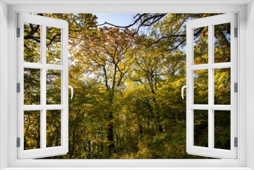 Fototapeta Naklejka Na Ścianę Okno 3D - Autumn forest trees. nature green wood