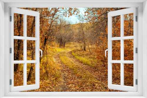 Fototapeta Naklejka Na Ścianę Okno 3D - forest, autumn, forest thicket, nature, Russia, the world, recreation, sky
