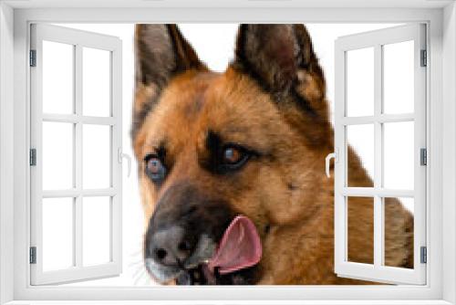 Fototapeta Naklejka Na Ścianę Okno 3D - German Shepherd licks his lips after a delicious lunch, his tongue is visible. Close up.isolate.