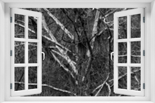 Fototapeta Naklejka Na Ścianę Okno 3D - Black And White Tree Abstract