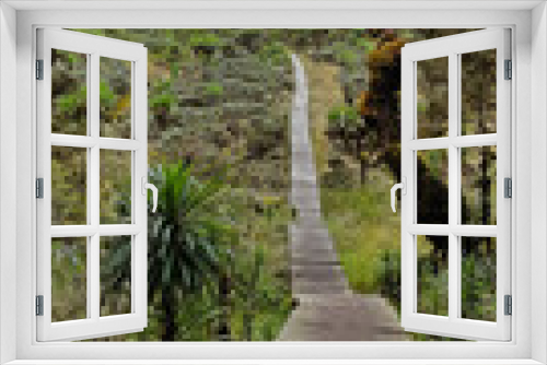 Fototapeta Naklejka Na Ścianę Okno 3D - Rainforest in Rwenzori Mountains National Park