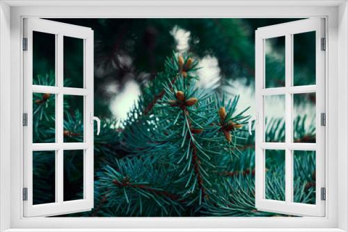 Fototapeta Naklejka Na Ścianę Okno 3D - Fir tree brunch close up.