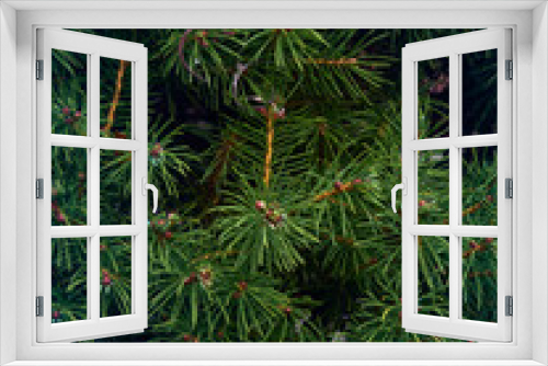 Fototapeta Naklejka Na Ścianę Okno 3D - Background of Christmas tree branches.