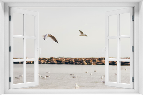 Fototapeta Naklejka Na Ścianę Okno 3D - A group of wIld seagulls flying over the ocean or sea
