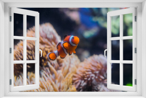 Fototapeta Naklejka Na Ścianę Okno 3D - かわいいカクレクマノミ