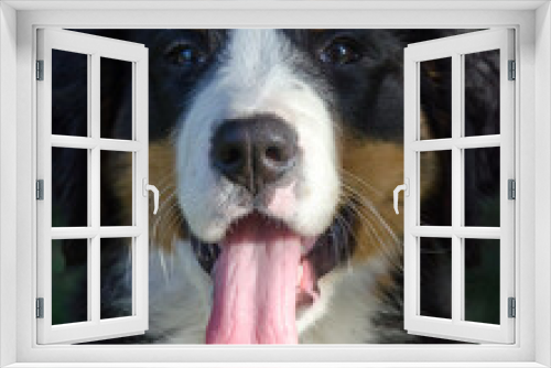 Fototapeta Naklejka Na Ścianę Okno 3D - Bernese Mountain Dog Puppy in Alaska