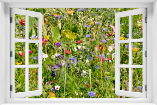 Fototapeta Naklejka Na Ścianę Okno 3D - meadow with a lot of colorful flowers