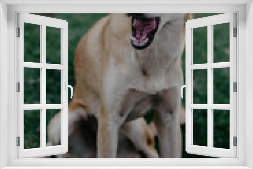 Fototapeta Naklejka Na Ścianę Okno 3D - cute dog