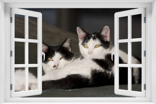 Fototapeta Naklejka Na Ścianę Okno 3D - cats in a relaxation