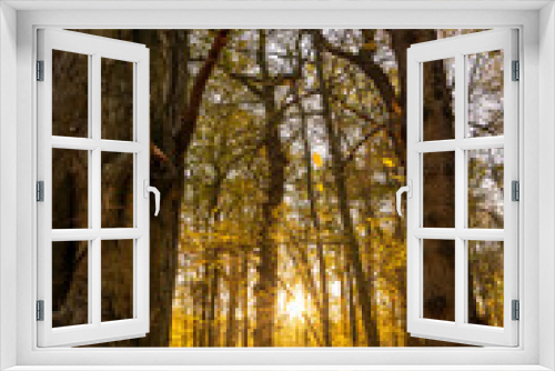 Fototapeta Naklejka Na Ścianę Okno 3D - Wald im Licht einer untergehenden Sonne mit schönen Herbstfarben