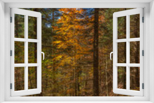 Fototapeta Naklejka Na Ścianę Okno 3D - Autumn in Foreste Casentinesi