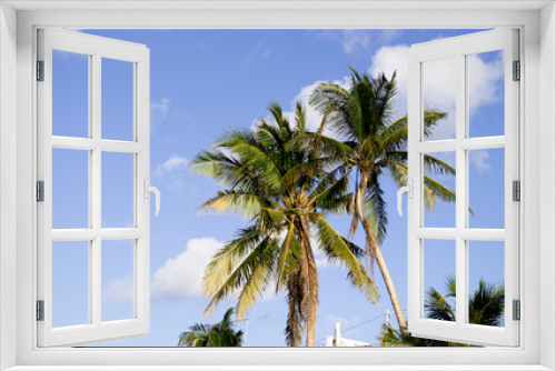 Fototapeta Naklejka Na Ścianę Okno 3D - Palmeras en la isla de Cozumel 