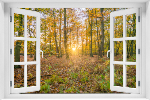 Fototapeta Naklejka Na Ścianę Okno 3D - Sherwood forest in autumn season. England