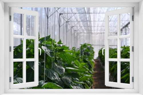 Fototapeta Naklejka Na Ścianę Okno 3D - Image of cultivation of bell peppers in a commercial greenhouse .