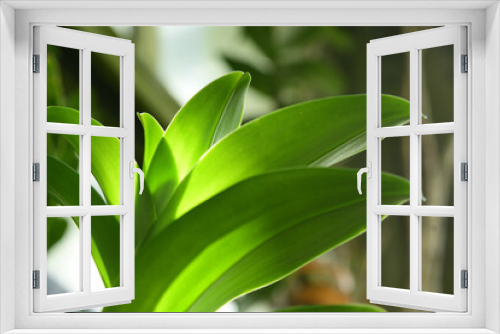 Fototapeta Naklejka Na Ścianę Okno 3D - 熱帯に生えている大きな葉をもった生命力を感じる植物