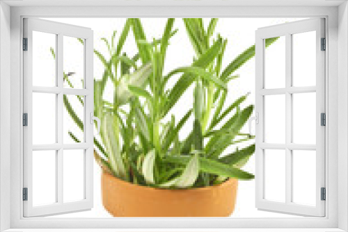 Fototapeta Naklejka Na Ścianę Okno 3D - Fresh Rosemary