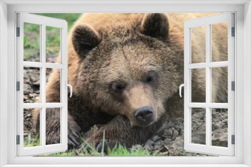 Fototapeta Naklejka Na Ścianę Okno 3D - Brown bear head on arms sleeping
