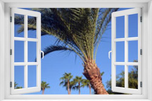Fototapeta Naklejka Na Ścianę Okno 3D - Decorative plants in Sharm el-Sheikh. Egypt