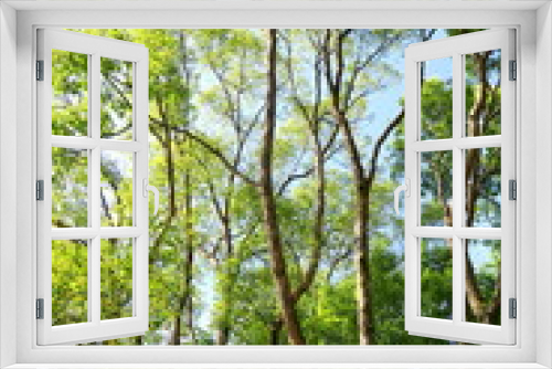 Fototapeta Naklejka Na Ścianę Okno 3D - 冬の公園の楠木