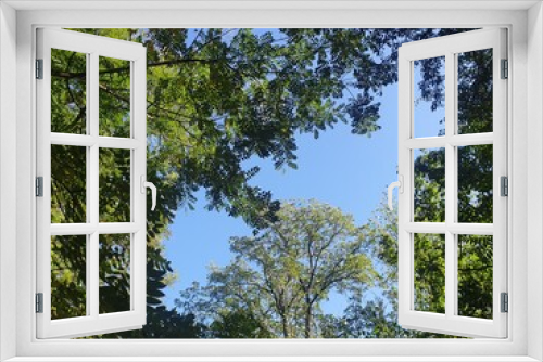 Fototapeta Naklejka Na Ścianę Okno 3D - trees and sky