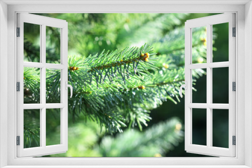 Fototapeta Naklejka Na Ścianę Okno 3D - Xmas spruce tree branches forest nature background. Christmas festive holiday symbol evergreen tree with needles. Shallow depth of field.
