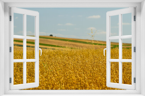 Fototapeta Naklejka Na Ścianę Okno 3D - fields of wheat