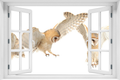 Fototapeta Naklejka Na Ścianę Okno 3D - Collage with photos of beautiful barn owl on white background. Banner design