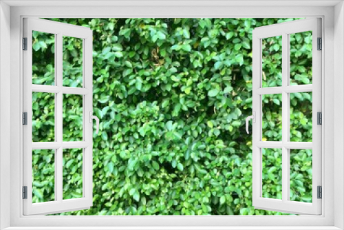 Fototapeta Naklejka Na Ścianę Okno 3D - green ivy leaves